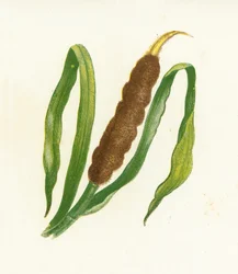 Typha Latifolia